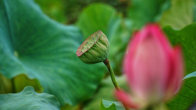Blomst, Lotus, Blomst Tapet, Blade