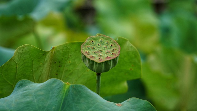 Blomst, Lotus, Blade, Blomst Baggrund