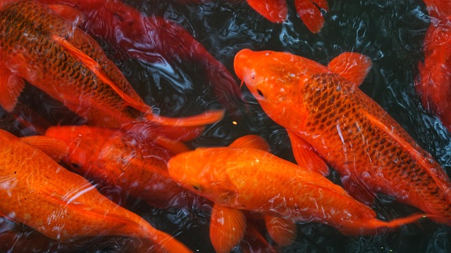 Fisk, Koi, Karpe, Orange Fisk, Svømme