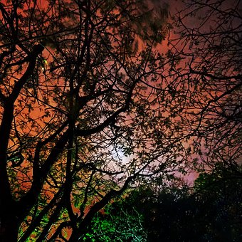 Bäume, Mondlicht, Nacht, Dämmerung