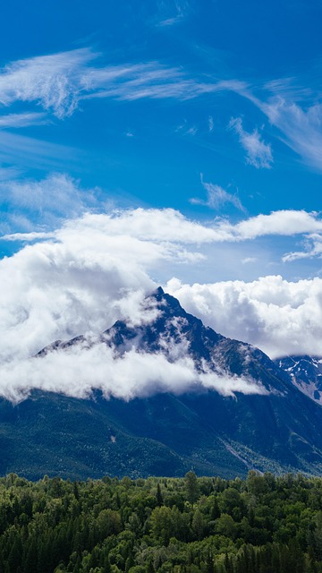 Free Mountain Forest photo and picture