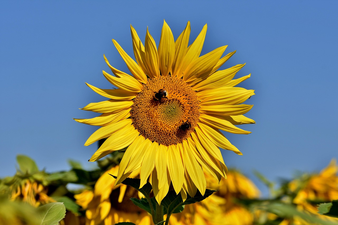 Sunflower Bee Pollen - Free photo on Pixabay - Pixabay