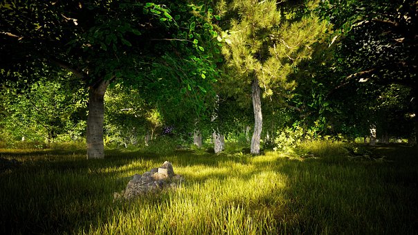 Bosque, Naturaleza, La Luz, Árbol