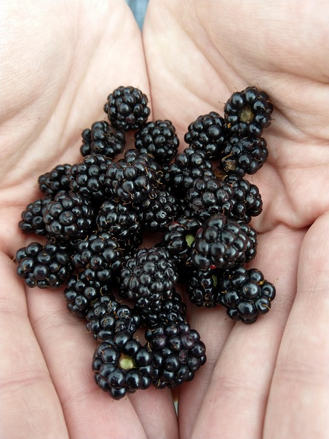 Bjørnebær, Frukt, Mat, Sunn, Nydelig