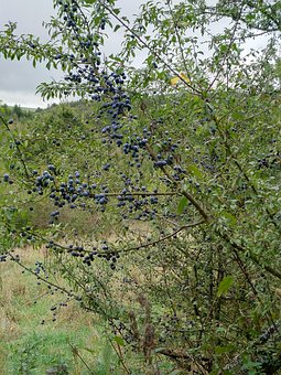 Blåbær, Frukt, Nydelig, Tre, Natur, Sunn