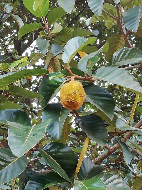 Wilder Jack Jackfrucht Kerala - Kostenloses Foto auf Pixabay - Pixabay