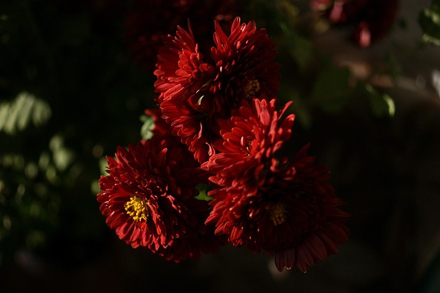 Free Flower Chrysanthemum photo and picture