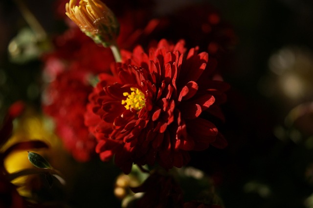 Free Garden Flower photo and picture