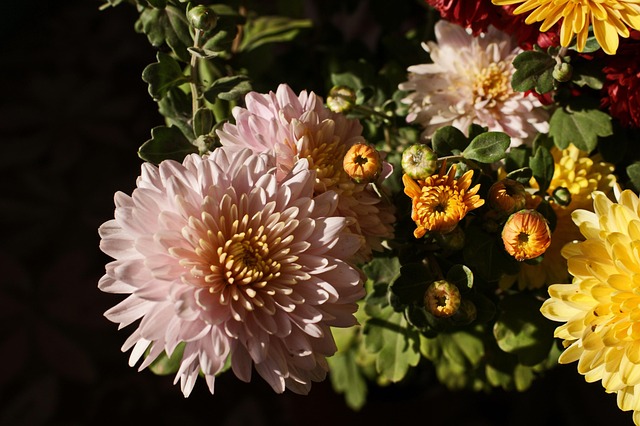 Free Garden Flowers photo and picture
