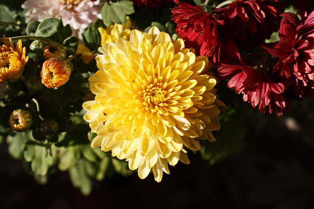 Free Garden Flowers photo and picture