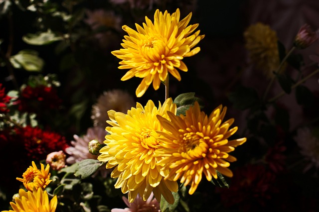 Free Garden Flowers photo and picture
