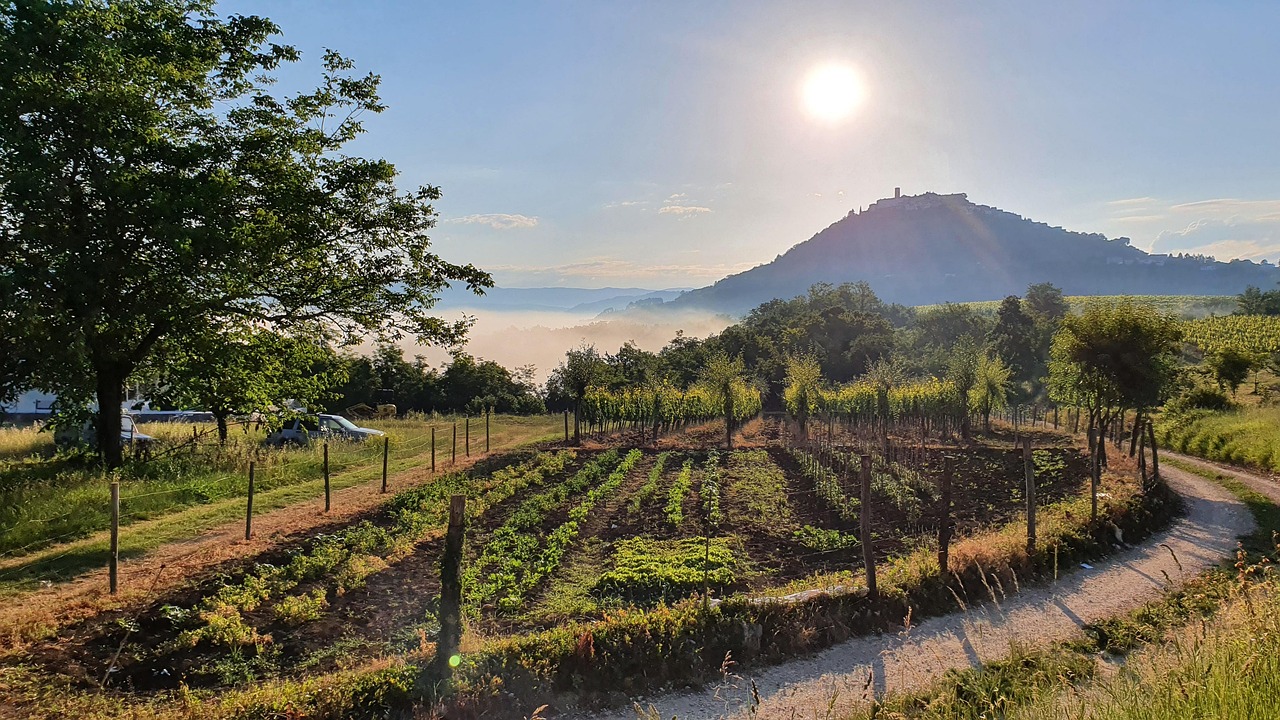motovun-istrien-vinodling-gratis-foto-p-pixabay