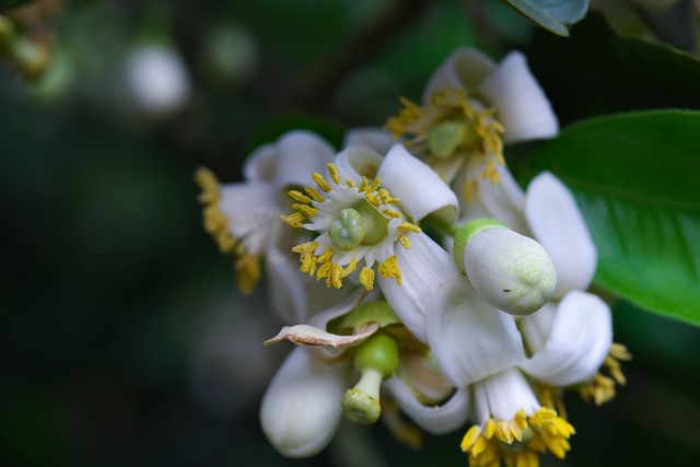 Grapefruitblüten, Blütenstand