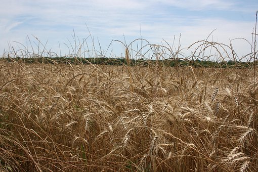 Free Wheat Farm photo and picture