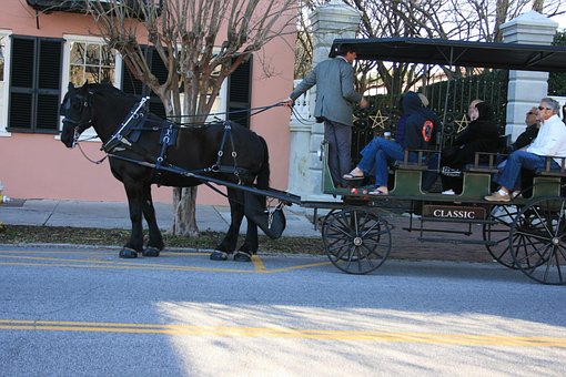 Free Charleston Horse photo and picture
