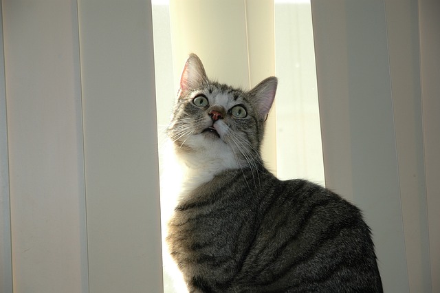 Free Cat Animal photo and picture