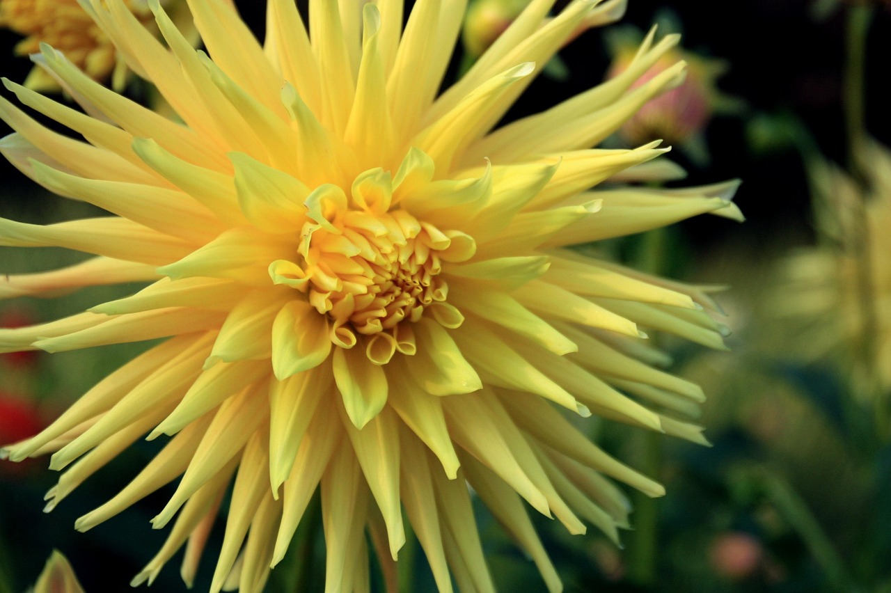 Flowers Petals Blossom Free photo on Pixabay Pixabay