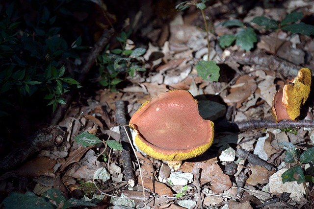 Paddestoel, Woud, Natuur, Val