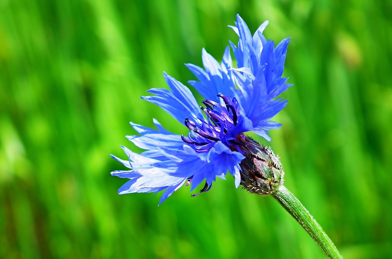 Flowers Petals Stem Free photo on Pixabay Pixabay