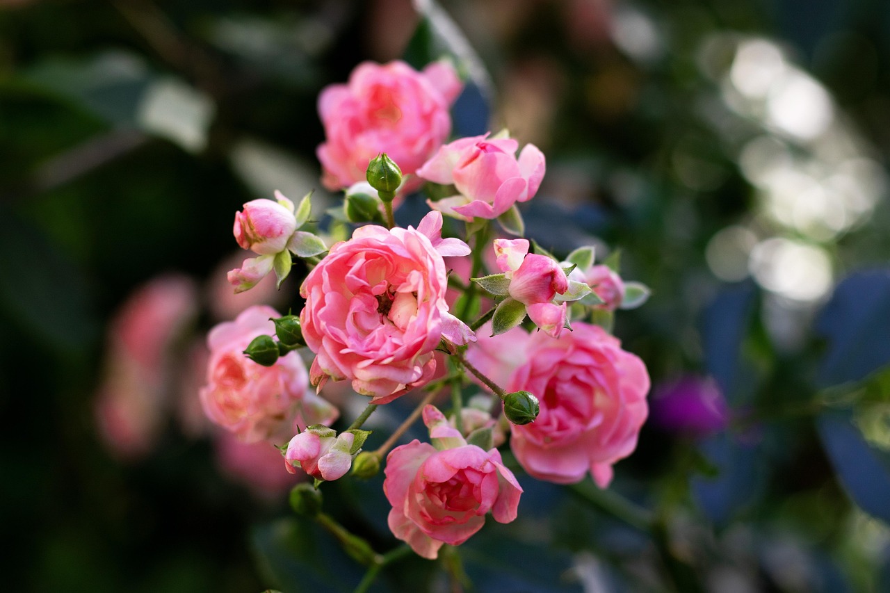 Rosa 'The Fairy Garden Flowers - Free photo on Pixabay - Pixabay