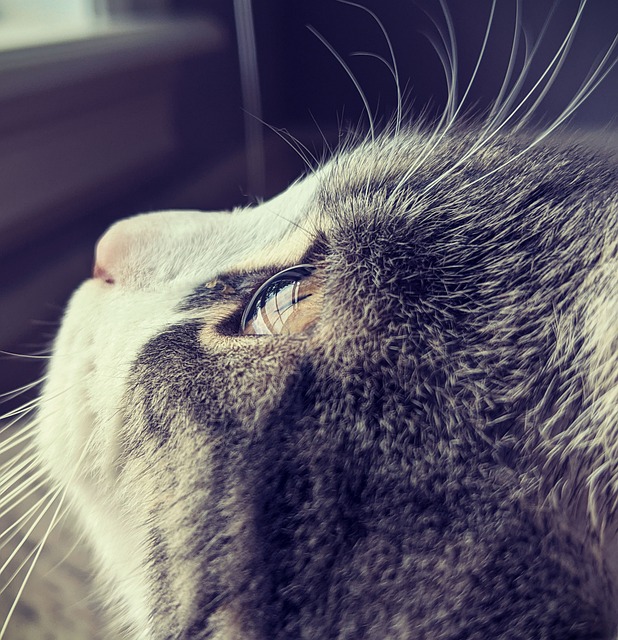 Free Cat Cat'S Eye photo and picture