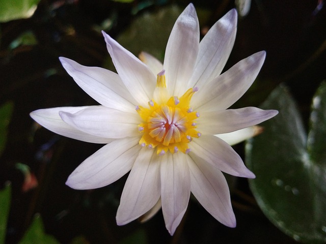 Lotus, Vandplanter, Blomst