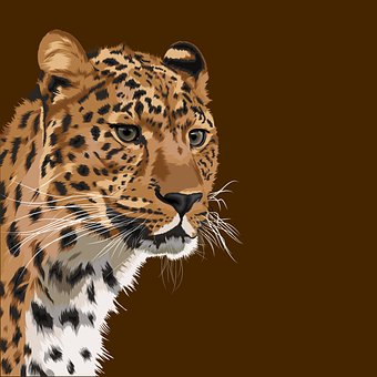 Leopard, Dyr, Portrett, Pattedyr