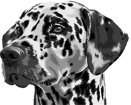 Dalmatiner, Hund, Kjæledyr, Dyr, Tamhund