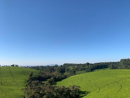 Free Tea Kenya photo and picture