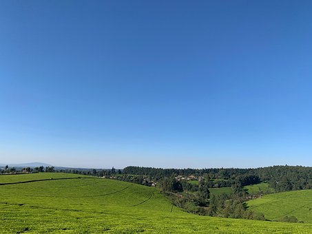 Free Tea Kenya photo and picture