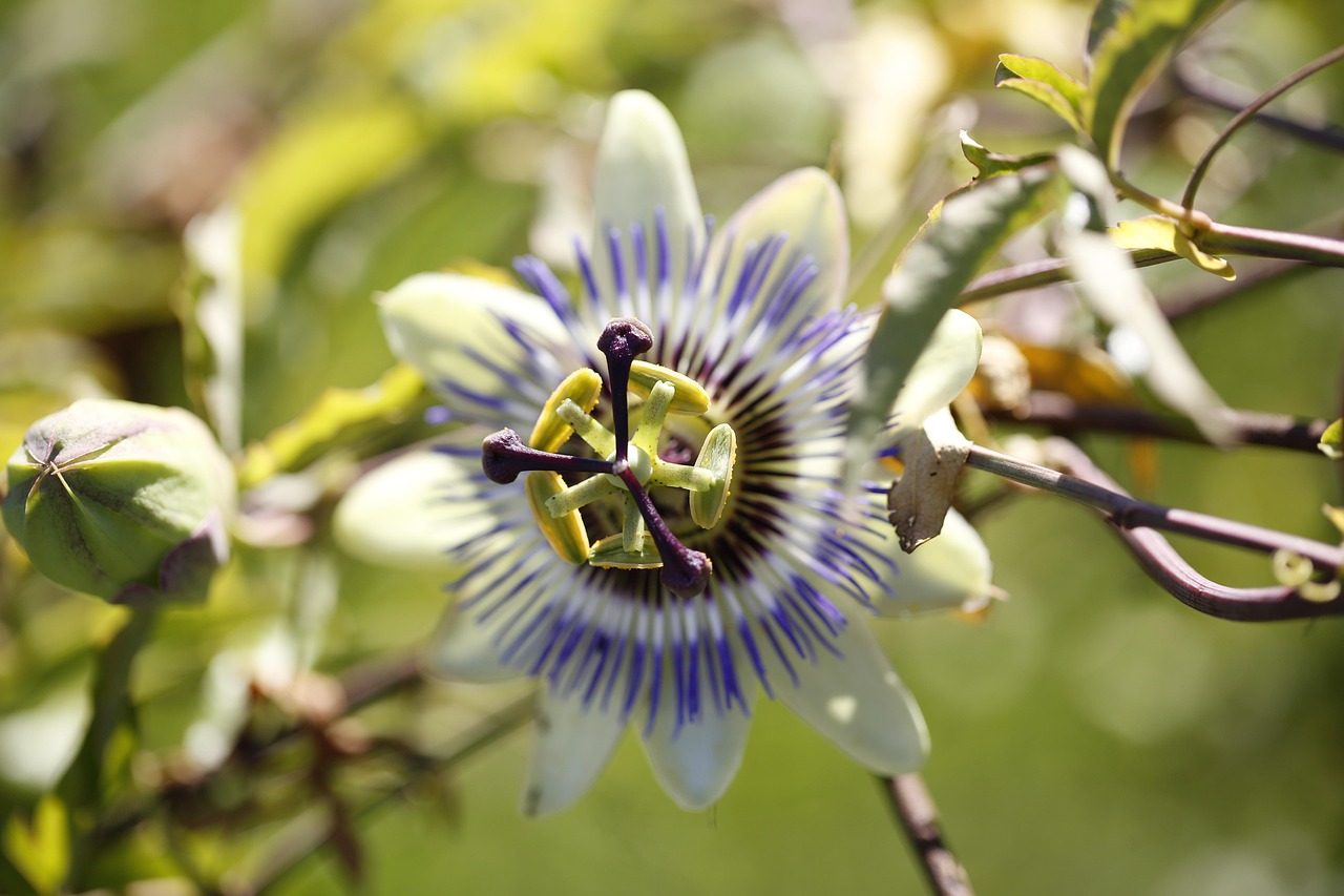 Passion Flower - free online jigsaw puzzle photo