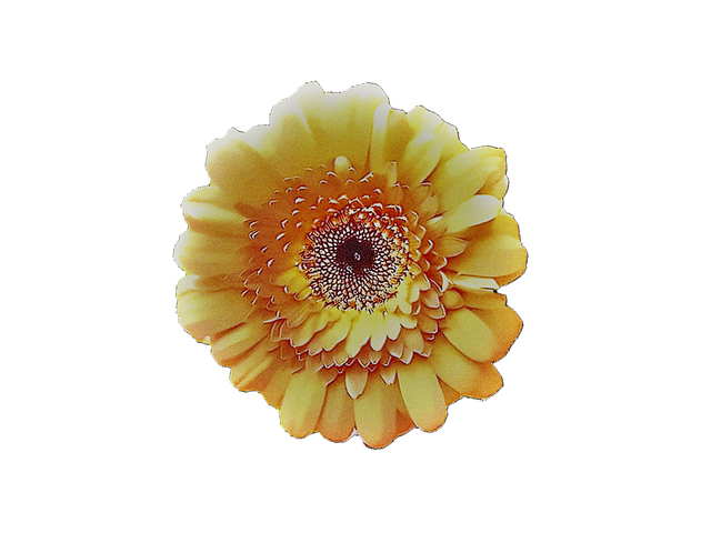 Free Sunflower Flower illustration and picture