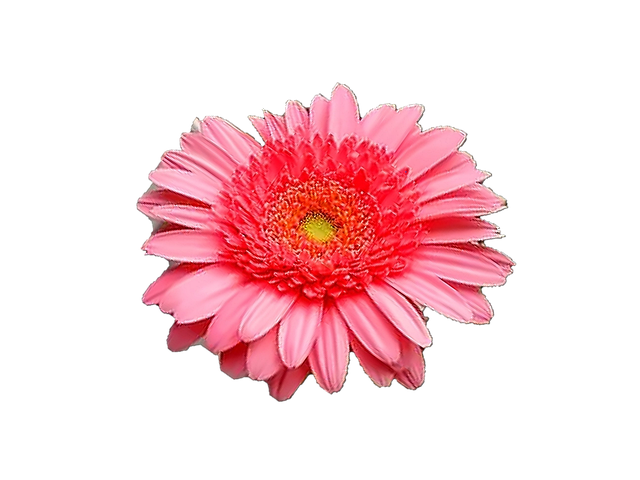 Free Daisy Photos Pink Color Photos illustration and picture