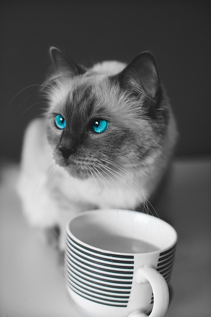 Katze, Haustier, Tier, Hauskatze