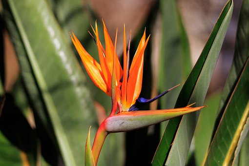 Květ, Strelitzia, Okvětní Lístky, Listy
