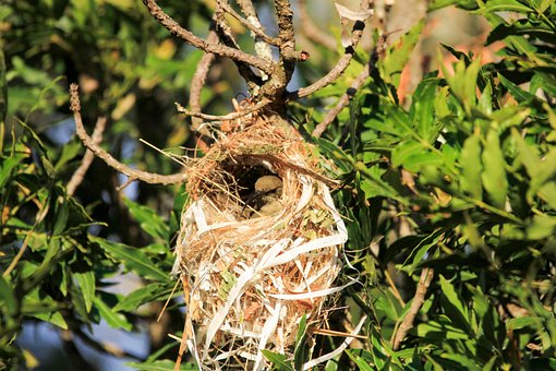 Ametyst Sunbird, Ženský, Černá, Hnízdo