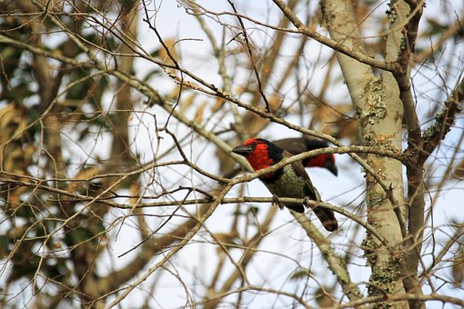 Černou Barbare Barbet, Pták, Posezení