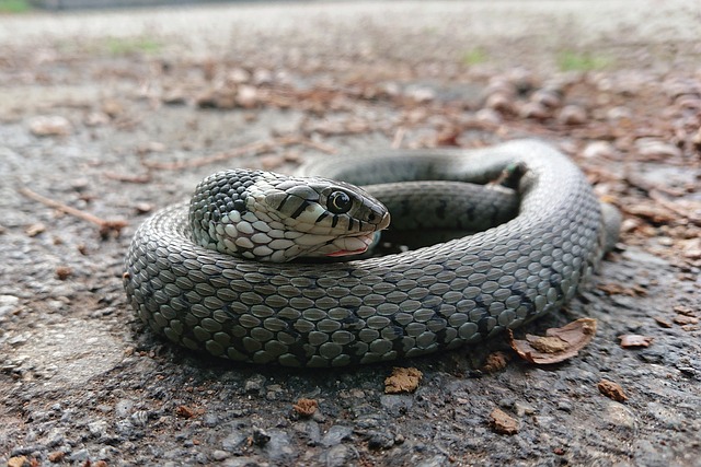 Free Line Grass Snake photo and picture
