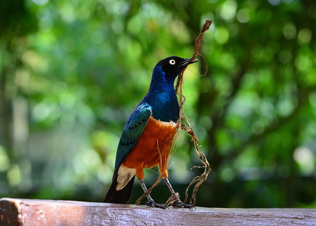 Pájaro, Pico, Plumas, Plumaje, Nido