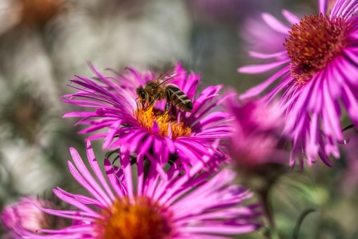 Free Garden Flowers photo and picture