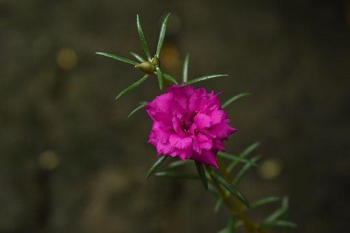 Free Flower Plant photo and picture