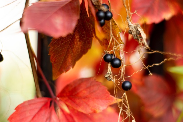 Baies Rouges Autumn Automne Baies Feuilles - Photo gratuite sur Pixabay - Pixabay