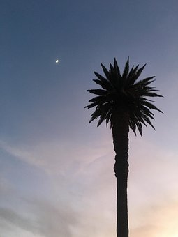 Palmeira, Lua, Pôr Do Sol, Traquilidad