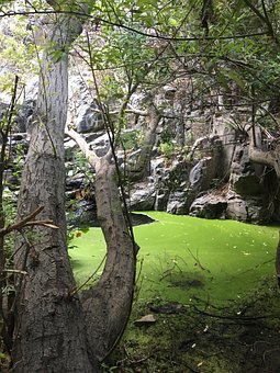 Tronco, Folhas, Natureza, Galho, Verde