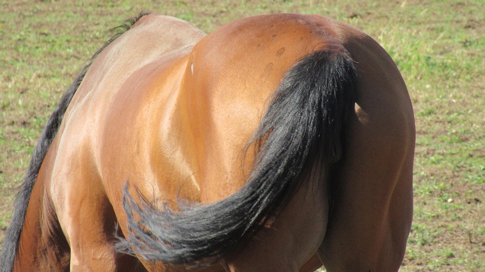 Mos Rear Horse 马 背部 - Pixabay上的免费照片 - Pixabay