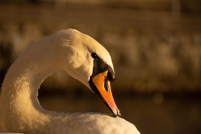 Tier, Schwan, Natur, Vogel