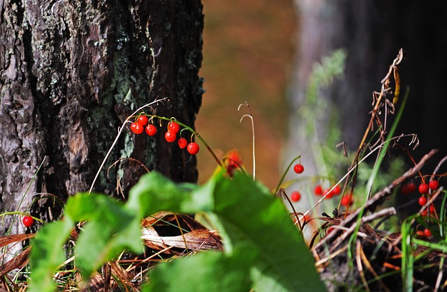 Natur, Herbst, Beeren, Wald, Baum, Gras