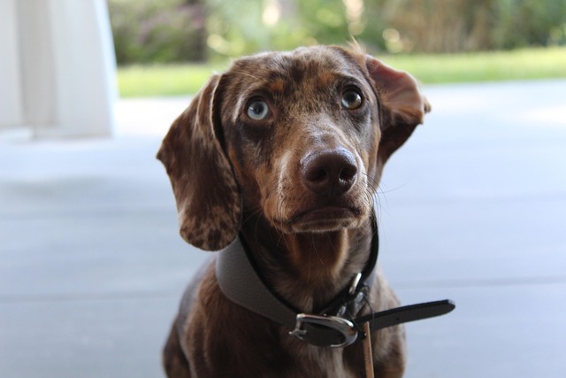 Free Dog Pet photo and picture