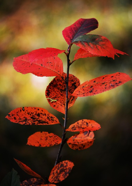 Herbst, Wald, Baum, Gras, Blatt, Blätter