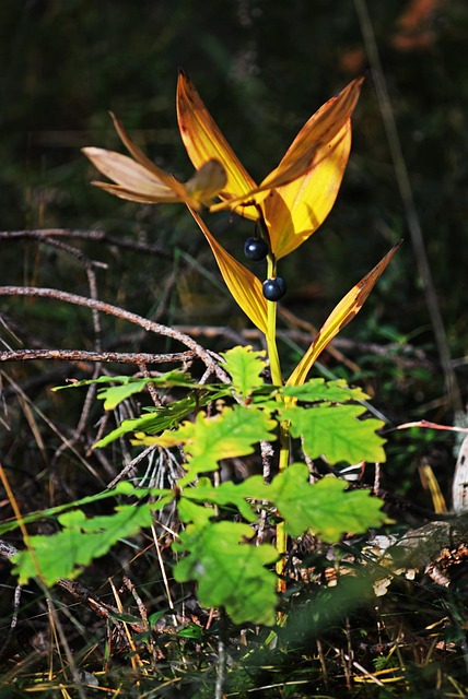 Herbst, Wald, Gras, Blatt, Blätter, Laub